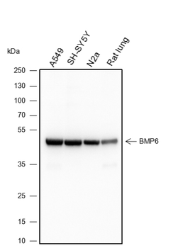 BMP6 Recombinant Rabbit Monoclonal Antibody