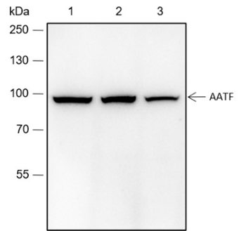 AATF Recombinant Rabbit Monoclonal Antibody