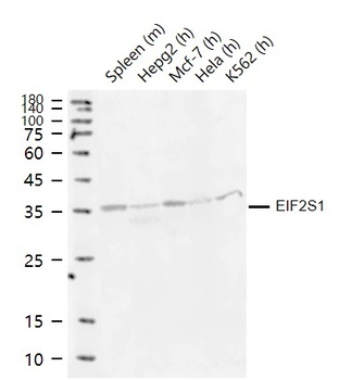 EIF2S1 antibody