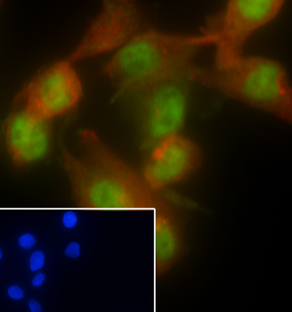 NRF1 Recombinant Mouse Monoclonal Antibody