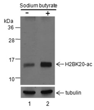 Histone H2B (Acetyl K20) Rabbit Polyclonal Antibody