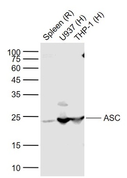 ASC antibody