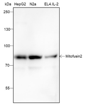 Mitofusin 2 Mouse Monoclonal Antibody