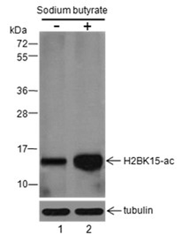 Histone H2B (Acetyl K15) Rabbit Polyclonal Antibody