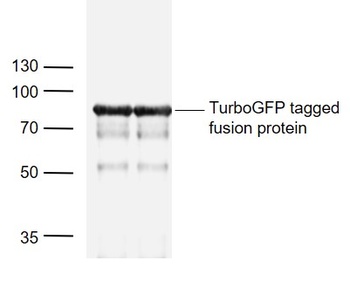 TurboGFP antibody