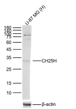 CH25H Rabbit Polyclonal Antibody
