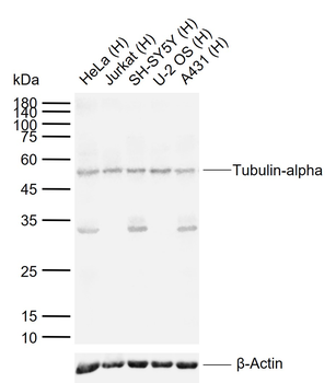 Tubulin-alpha Rabbit Polyclonal Antibody (Loading Control)