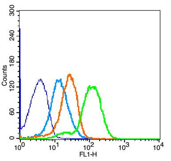 VCAM1 Rabbit Polyclonal Antibody