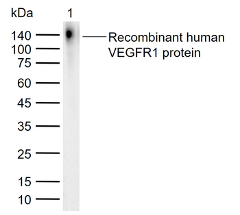 VEGFR1 Rabbit Polyclonal Antibody