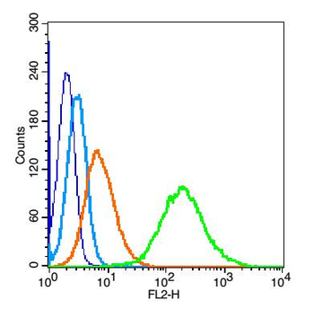Vimentin Rabbit Polyclonal Antibody
