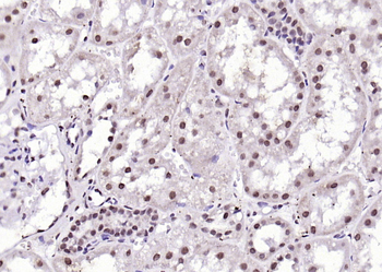 WWOX Rabbit Polyclonal Antibody