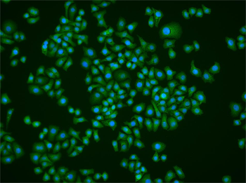 YY1 Rabbit Polyclonal Antibody