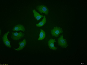 XBP1 Rabbit Polyclonal Antibody