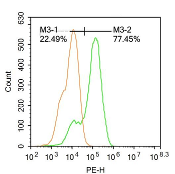 XBP1 Rabbit Polyclonal Antibody