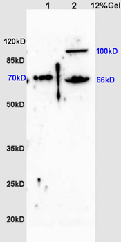 ZNF300 Rabbit Polyclonal Antibody