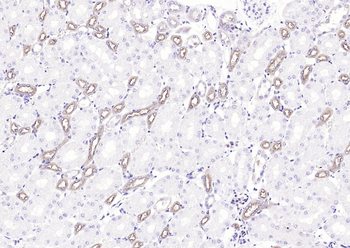 UMOD Rabbit Polyclonal Antibody