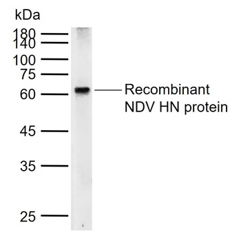 NDV HN antibody