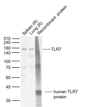TLR7 antibody
