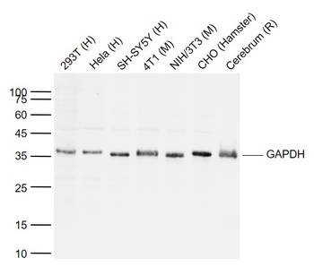 GAPDH antibody