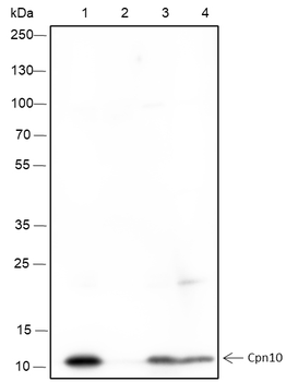 HSPE1 Recombinant Rabbit Monoclonal Antibody