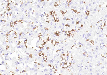 Human CD235a (GYPA) Mouse Monoclonal Antibody