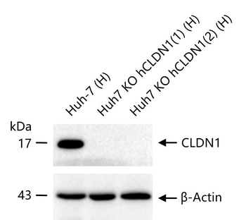 CLDN1 Recombinant Rabbit Monoclonal Antibody
