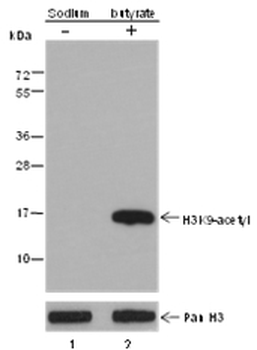Acetyl-Histone H3 (Lys9) Mouse Monoclonal Antibody