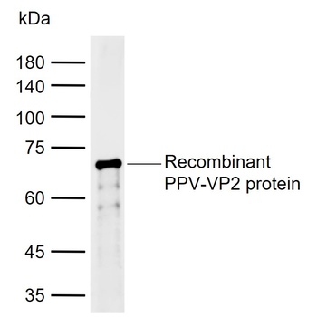PPV VP2 antibody