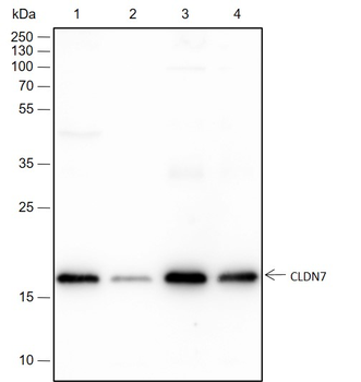 CLDN7 Recombinant Rabbit Monoclonal Antibody