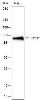 CXCR7 Recombinant Mouse Monoclonal Antibody