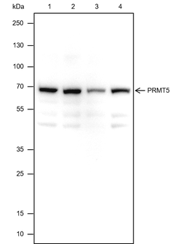 PRMT5 Recombinant Rabbit Monoclonal Antibody