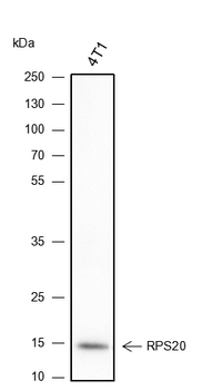 RPS20 Recombinant Rabbit Monoclonal Antibody