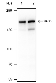 BAG6 Recombinant Mouse Monoclonal Antibody