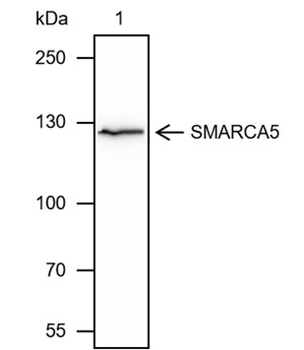 SMARCA5 Recombinant Mouse Monoclonal Antibody