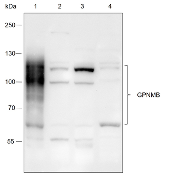 GPNMB Recombinant Rabbit Monoclonal Antibody