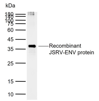 JSRV-ENV antibody