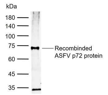 ASFV p72 antibody