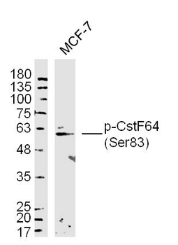 Phospho-CstF64 (Ser83) Rabbit Polyclonal Antibody