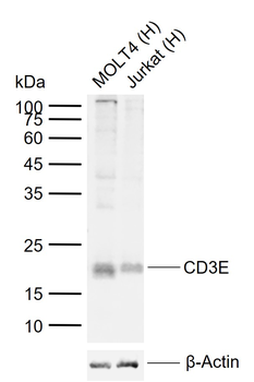 CD3E Rabbit Polyclonal Antibody