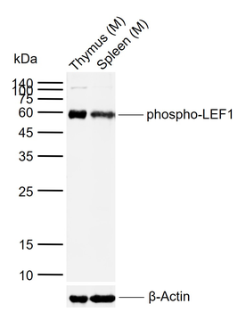 Phospho-LEF1 (Ser42) Rabbit Polyclonal Antibody