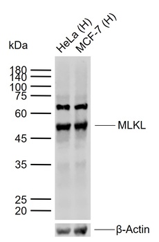 MLKL antibody