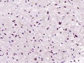 Titin Rabbit Polyclonal Antibody