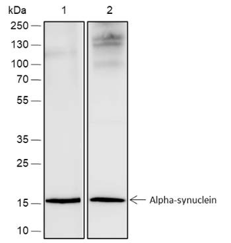 Alpha Synuclein Recombinant Rabbit Monoclonal Antibody