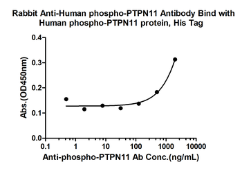 Phospho-PTPN11 (Tyr511) Rabbit Polyclonal Antibody