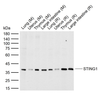 STING1 Rabbit Polyclonal Antibody