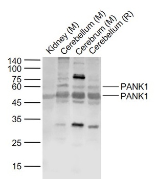 PANK1 antibody