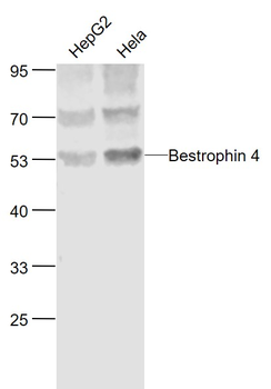 Bestrophin 4 Rabbit Polyclonal Antibody
