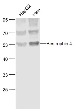 Bestrophin 4 antibody