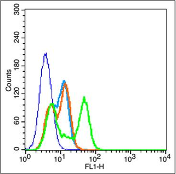 CD44 Rabbit Polyclonal Antibody
