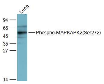 Phospho-MAPKAPK2 (Ser272) Rabbit Polyclonal Antibody